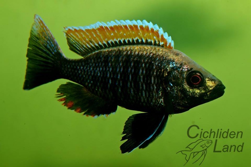 Copadichromis sp. 'firecrest' Gome